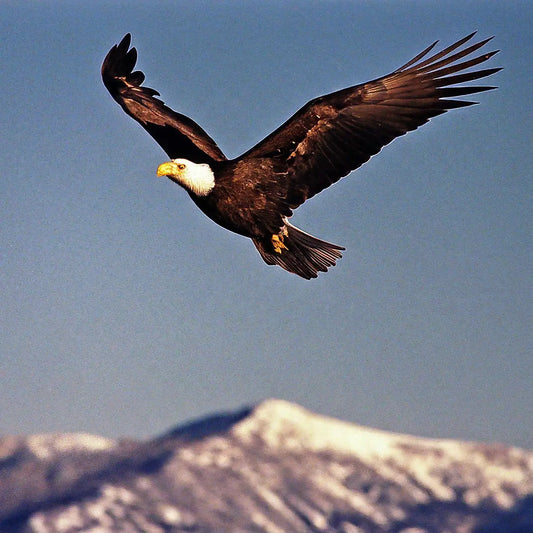 The Power of Eagle-Themed Inspirational Office Decor in Boosting Productivity